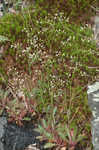 Michaux's saxifrage